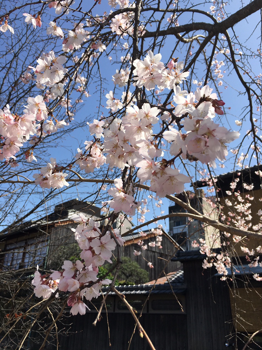 ハードロックカフェ京都桜